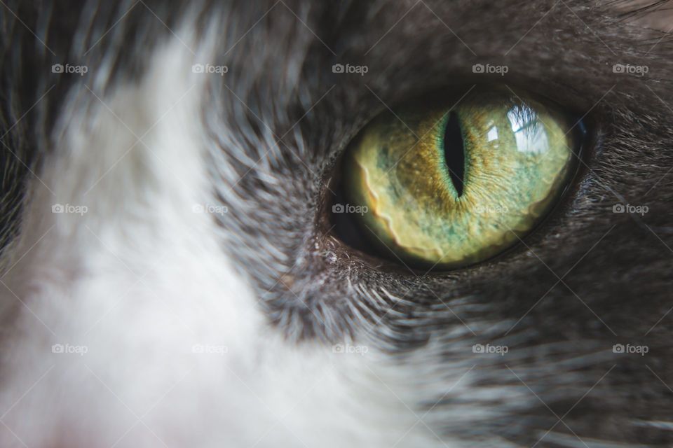 Ojo verde de gato
