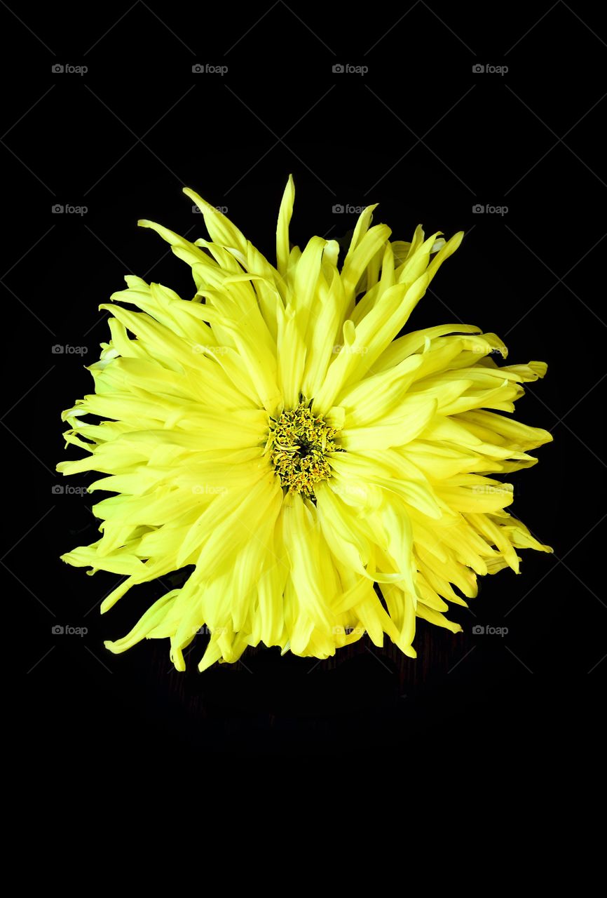 Yellow flowers . Spring yellow flowers 
