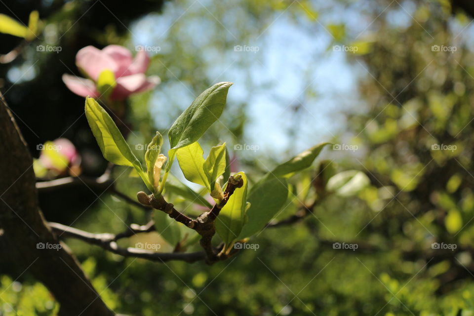 flowers