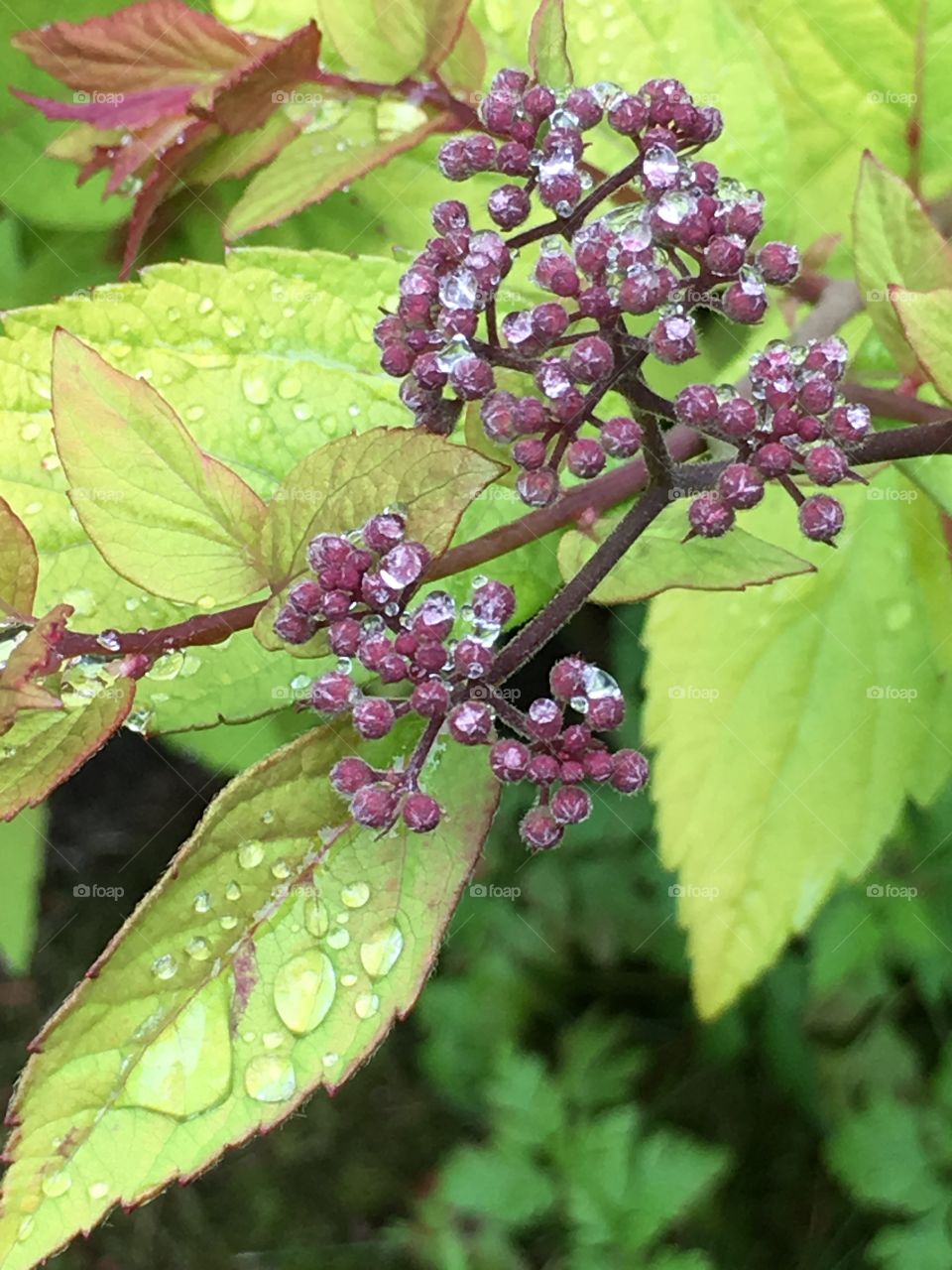Spirea shrub plant in close up with summer  dewdrops/raindrops and pink flower buds