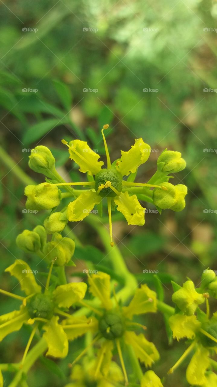 Yellow wild flower symmetry