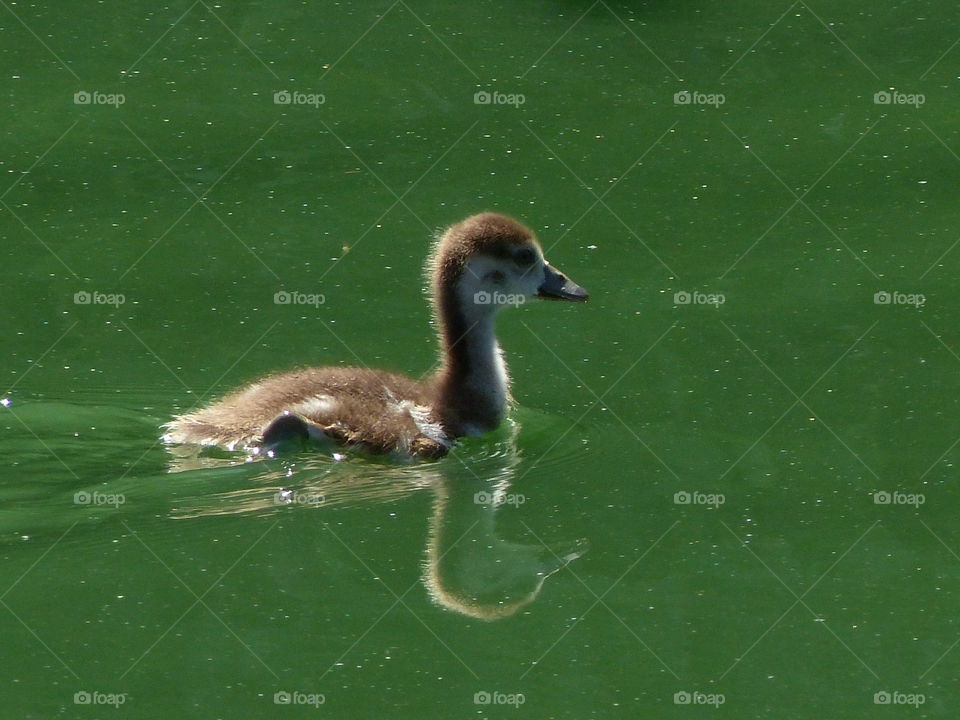 Gosling reflected in lake