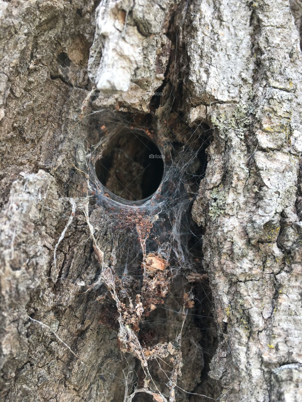 spider web on a maple tree