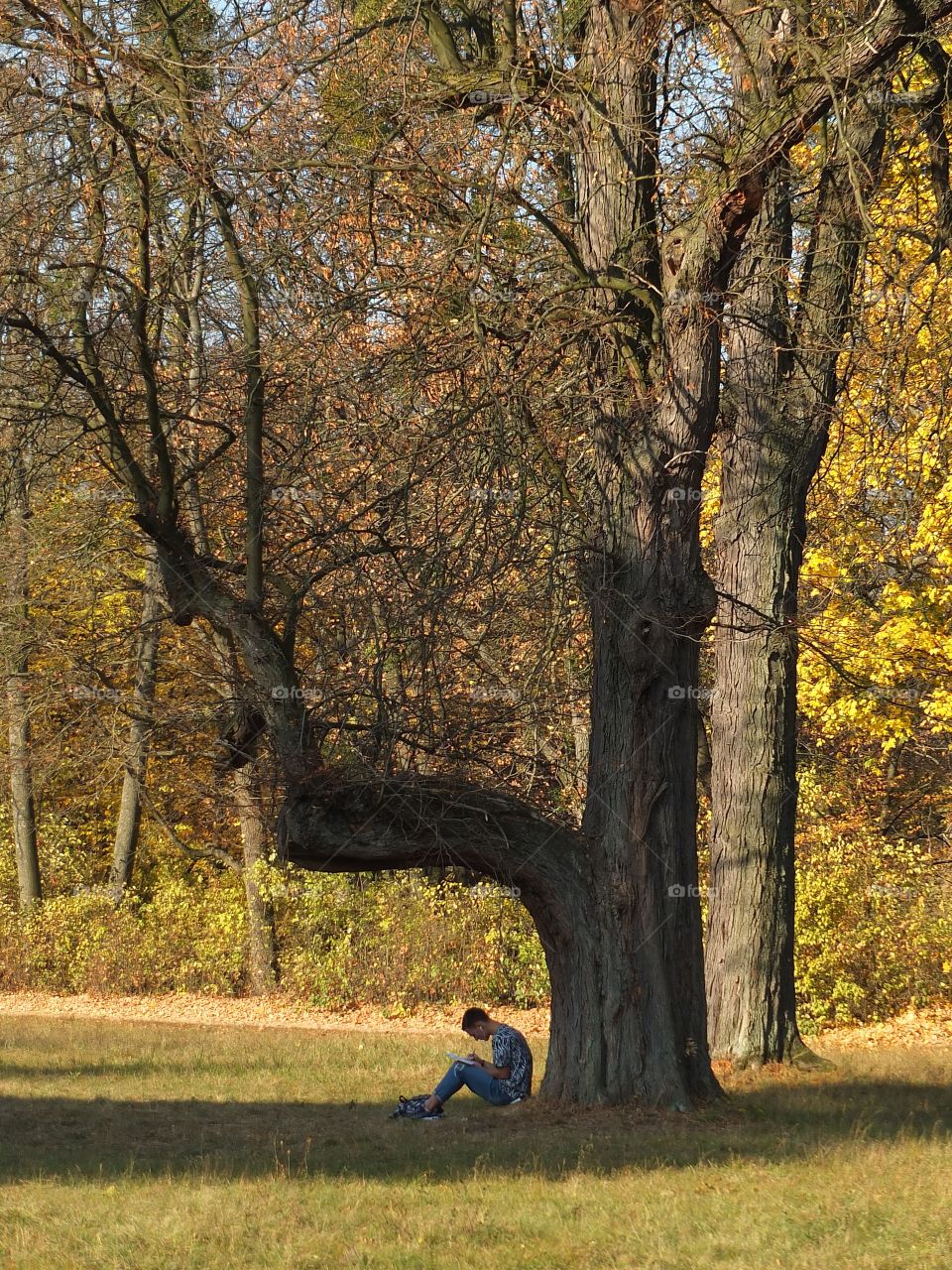 trees around us. tree and boy. time to create