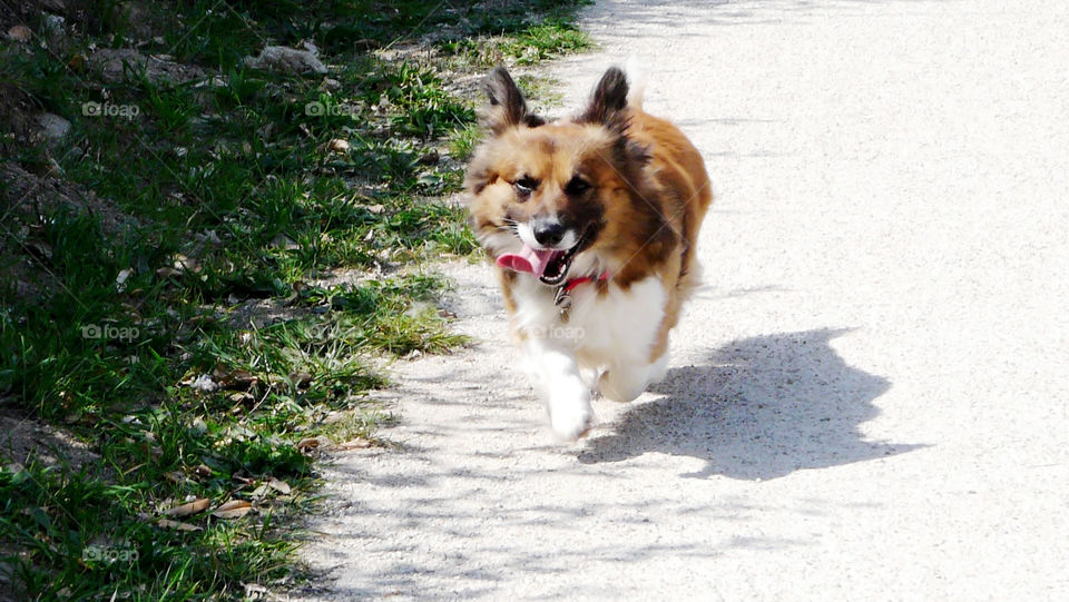 Superb welsh corgi run with paws above the sun