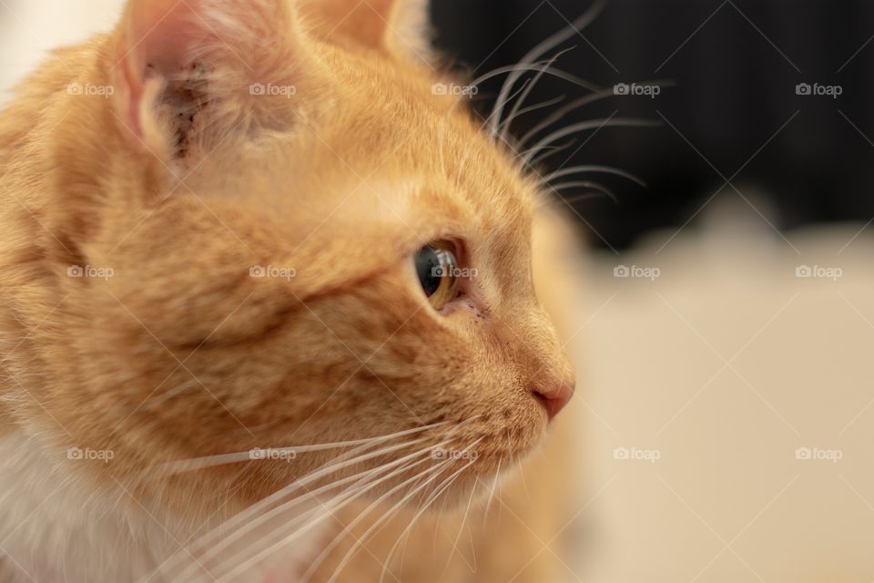 Close up view of orange cat’s face in side view profile 