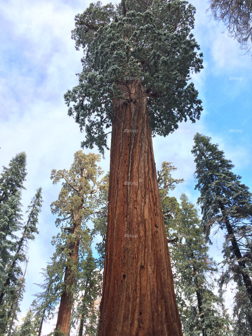 Giant sequoias in California 