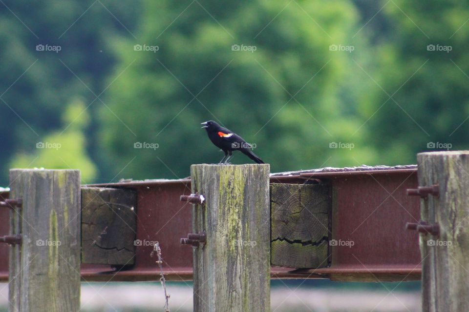 Male Red-winged blackbird perched on small bridge in Pennsylvania 