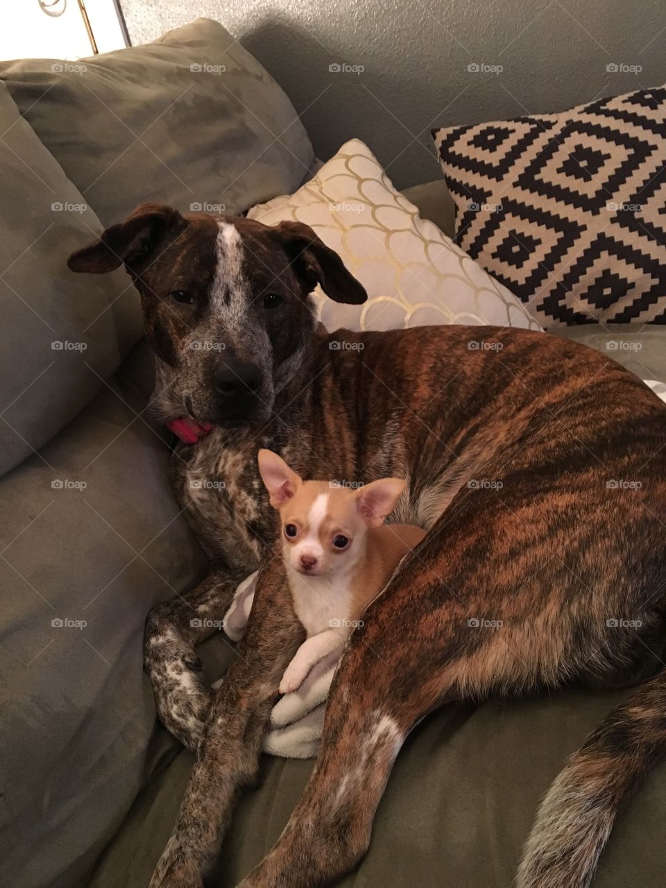 Cuddling pitbull and chihuahua