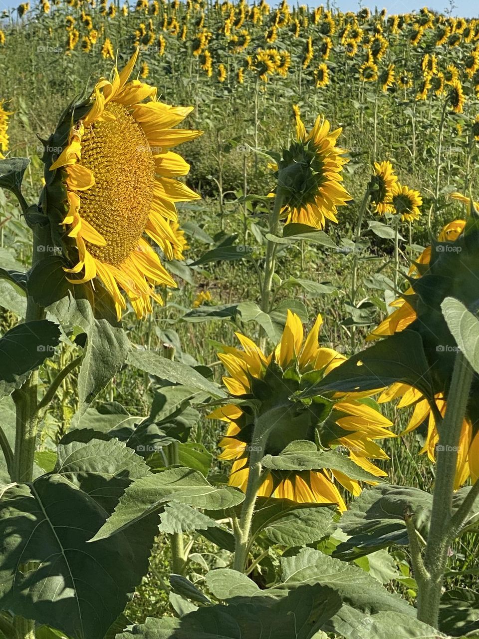 Sunflowers open on a summer day