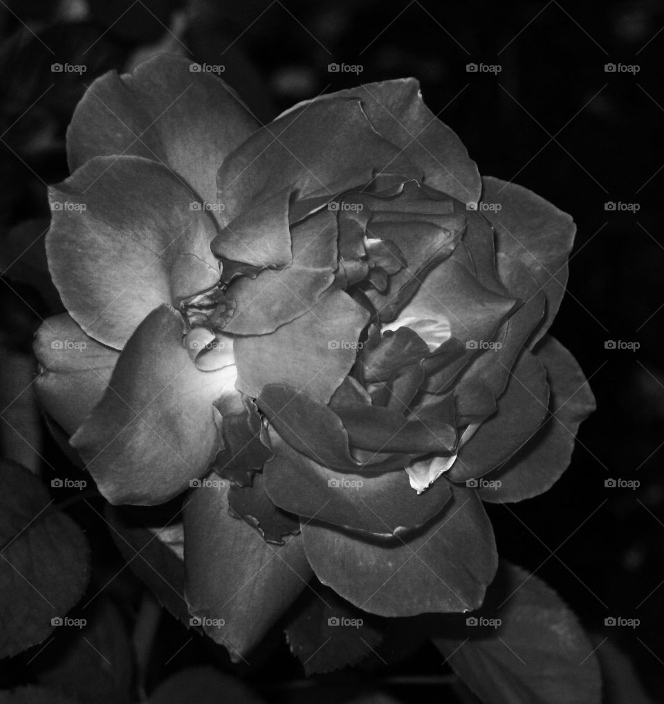 black&white rose