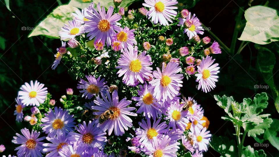 Flowers are still Bluming