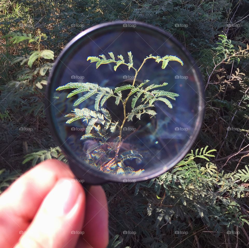 Magnificent view of plants 