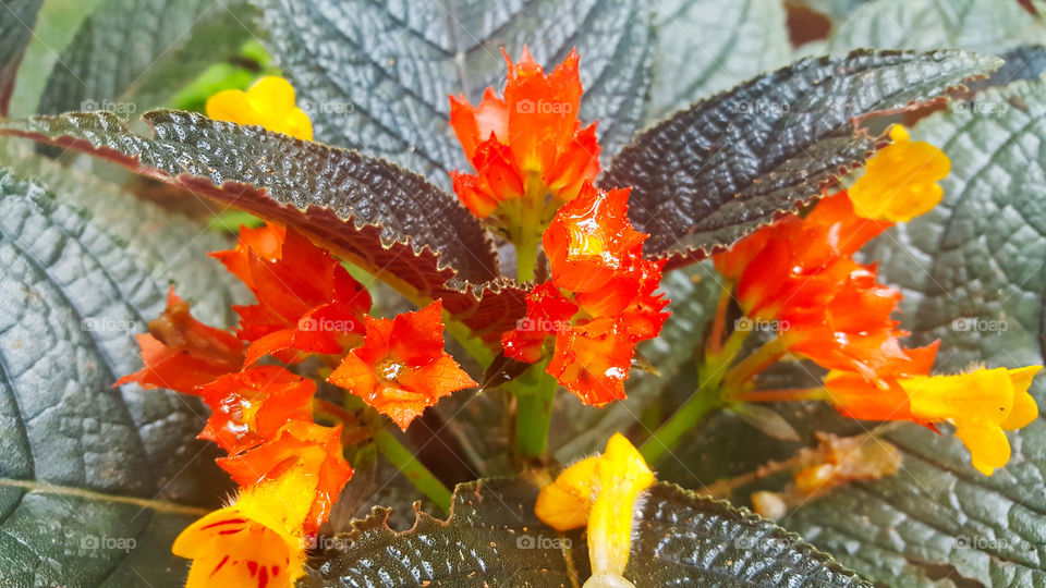 Beautful flowers with rain drops in it!!