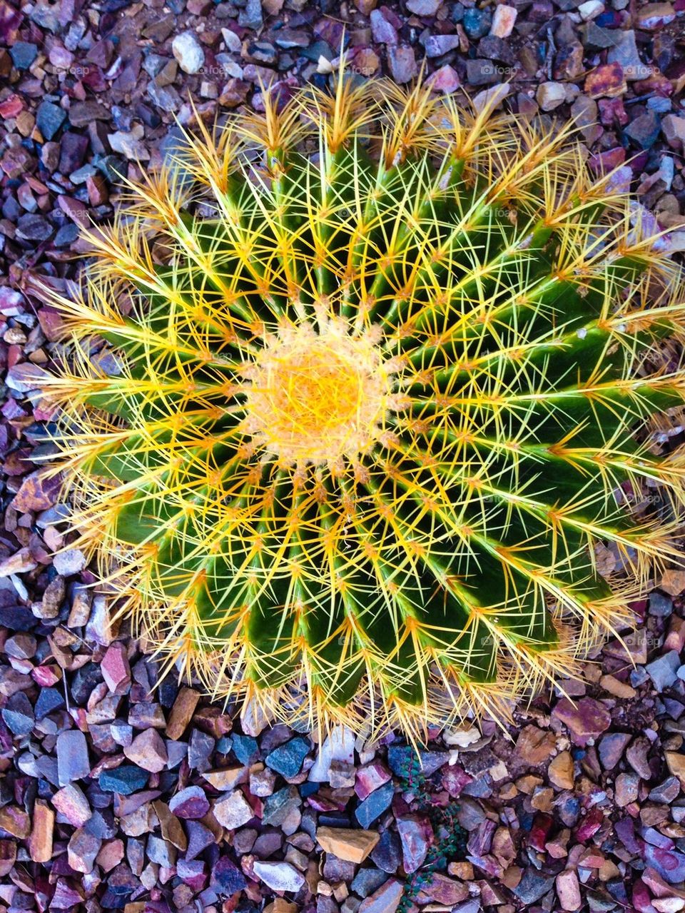 Barrel Cactus