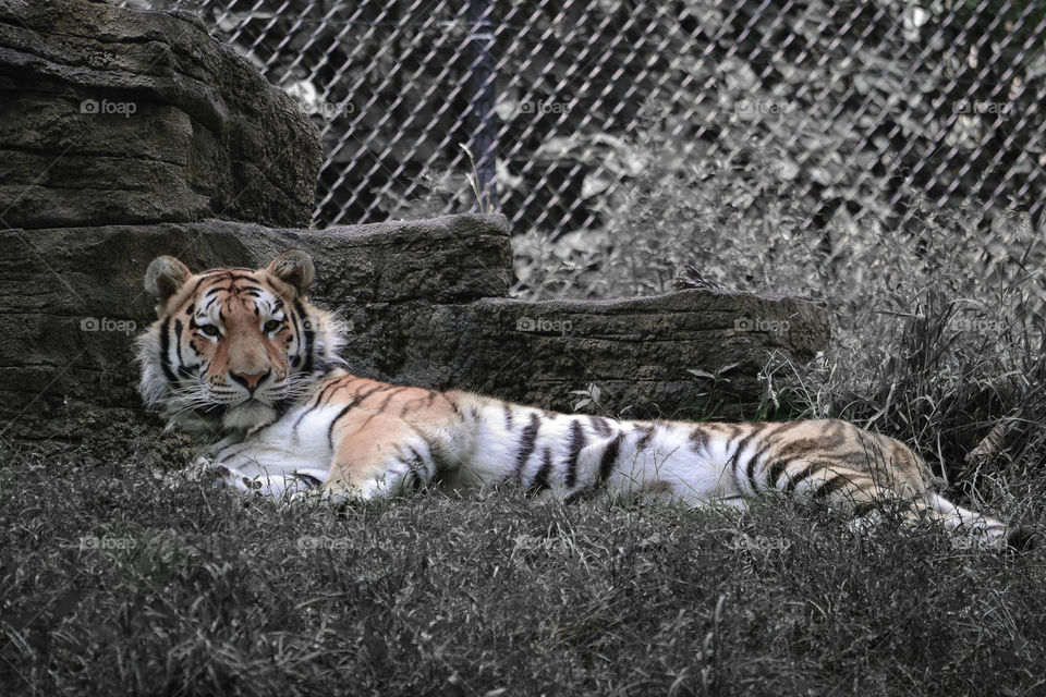 Tiger relaxing. Tiger at the zoo just chilling what else is new.