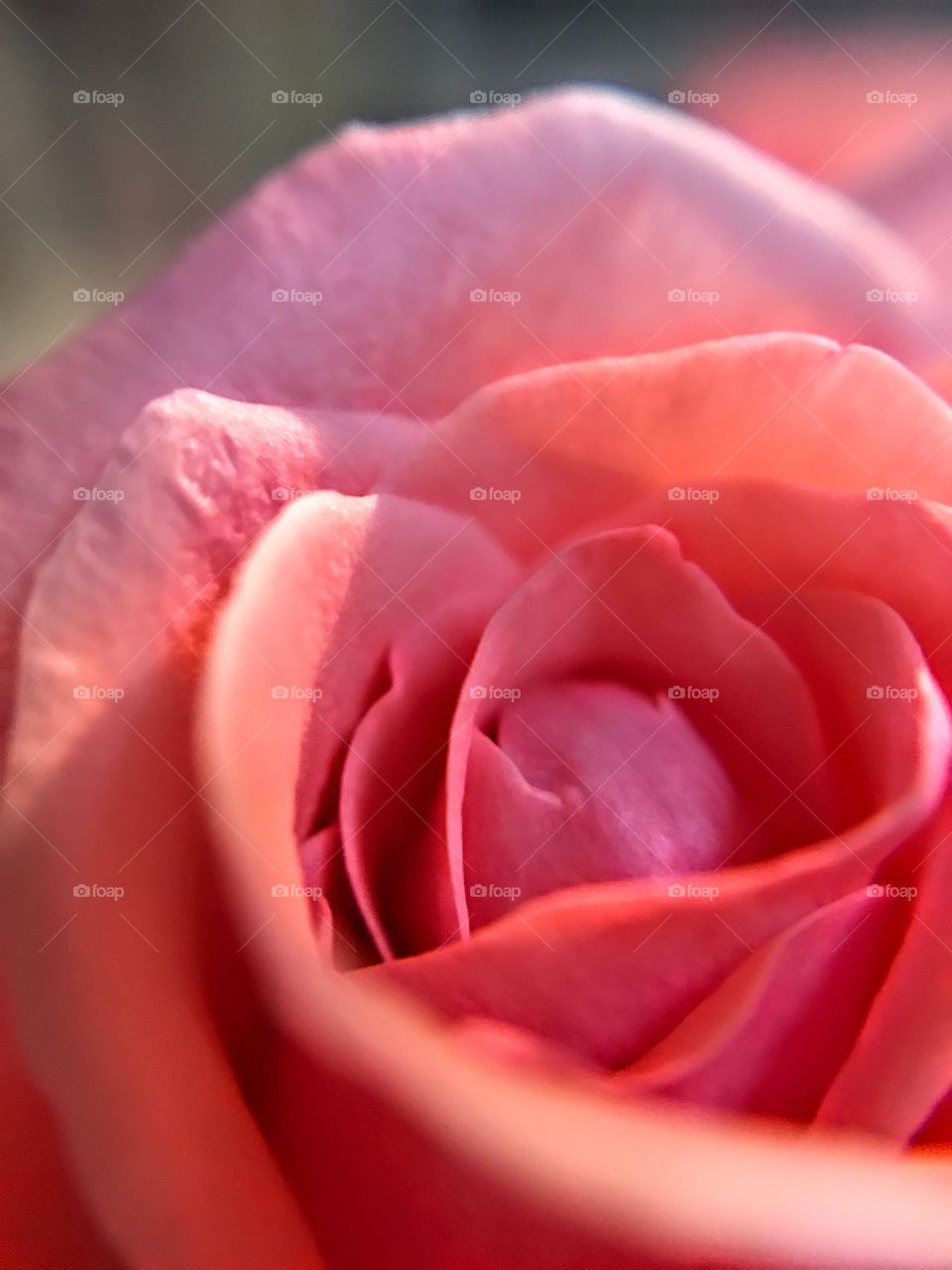 Pink Rose