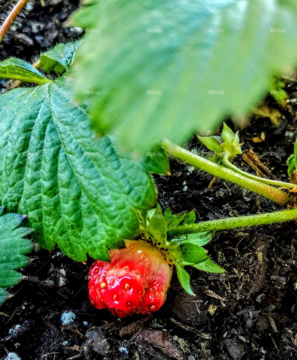 First Strawberry of the year