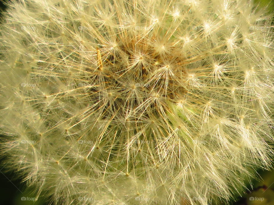 dandelion