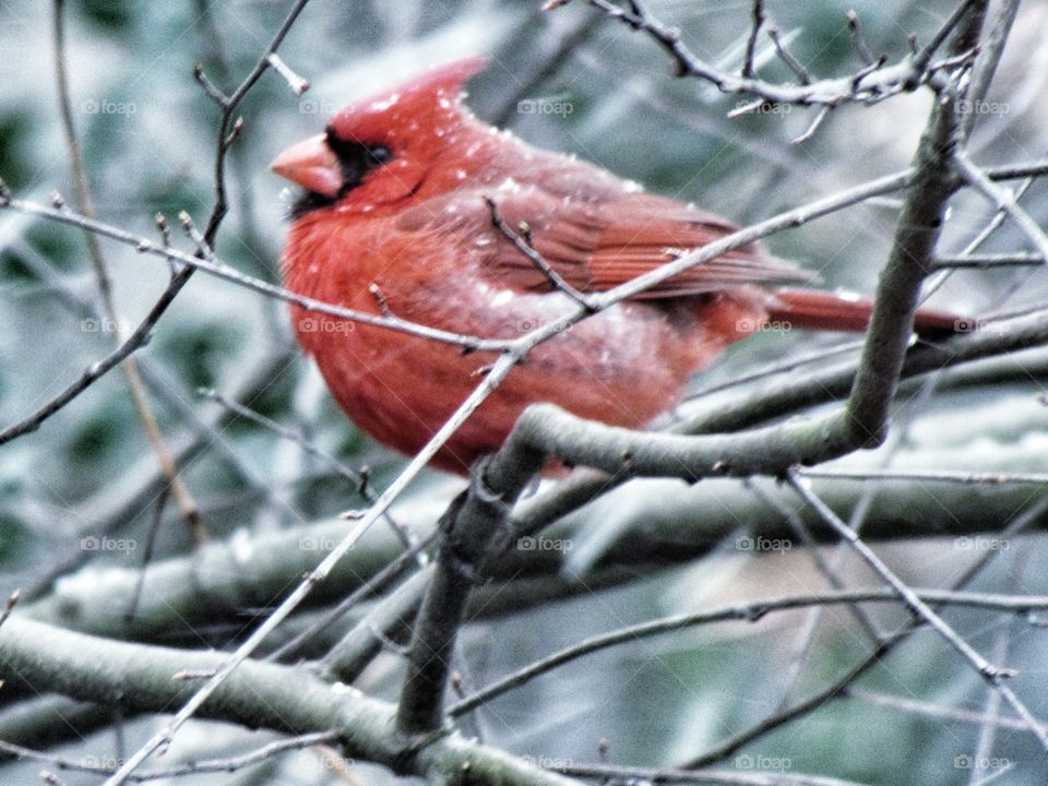 wintering cardinal