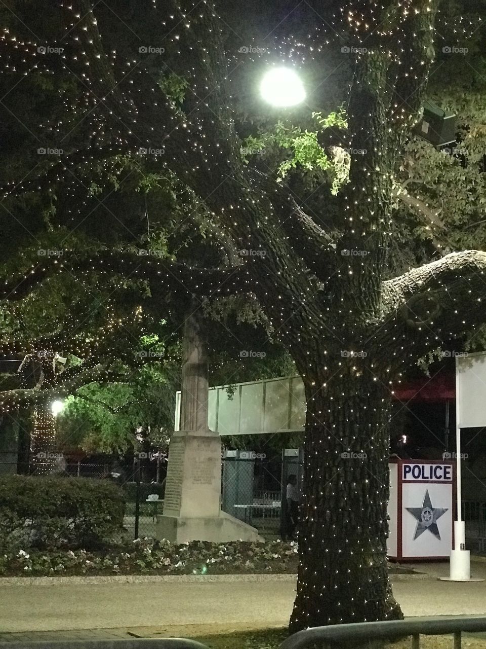 Tree, Light, No Person, Park, Garden