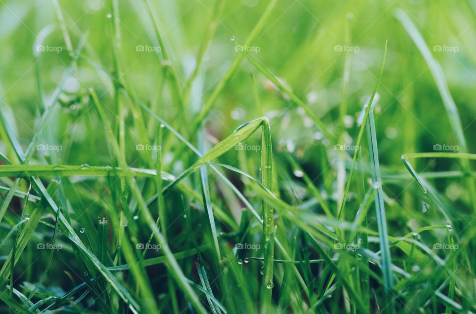 Closeup or macro of green wet grass