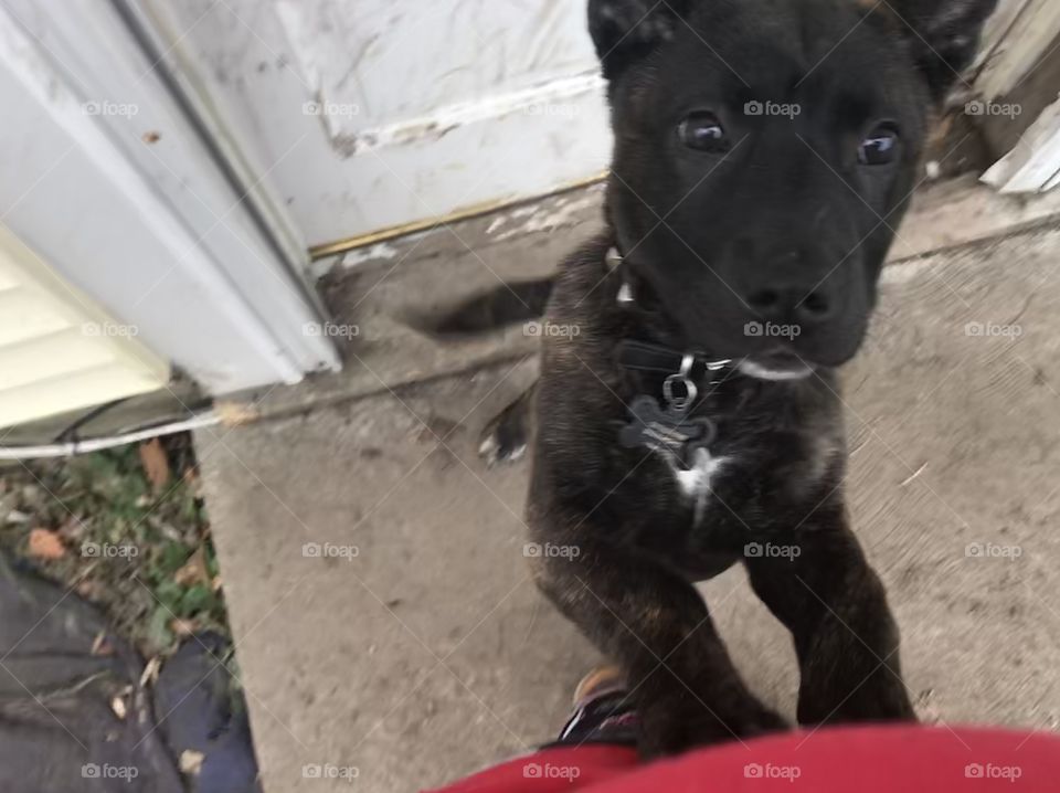 Puppy Harley, 5 weeks, trying to get mommy's attention..