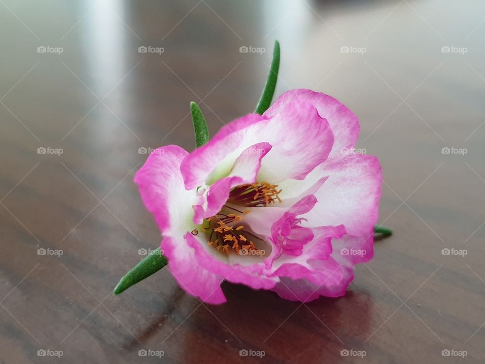 my beautiful Portulaca grandiflora