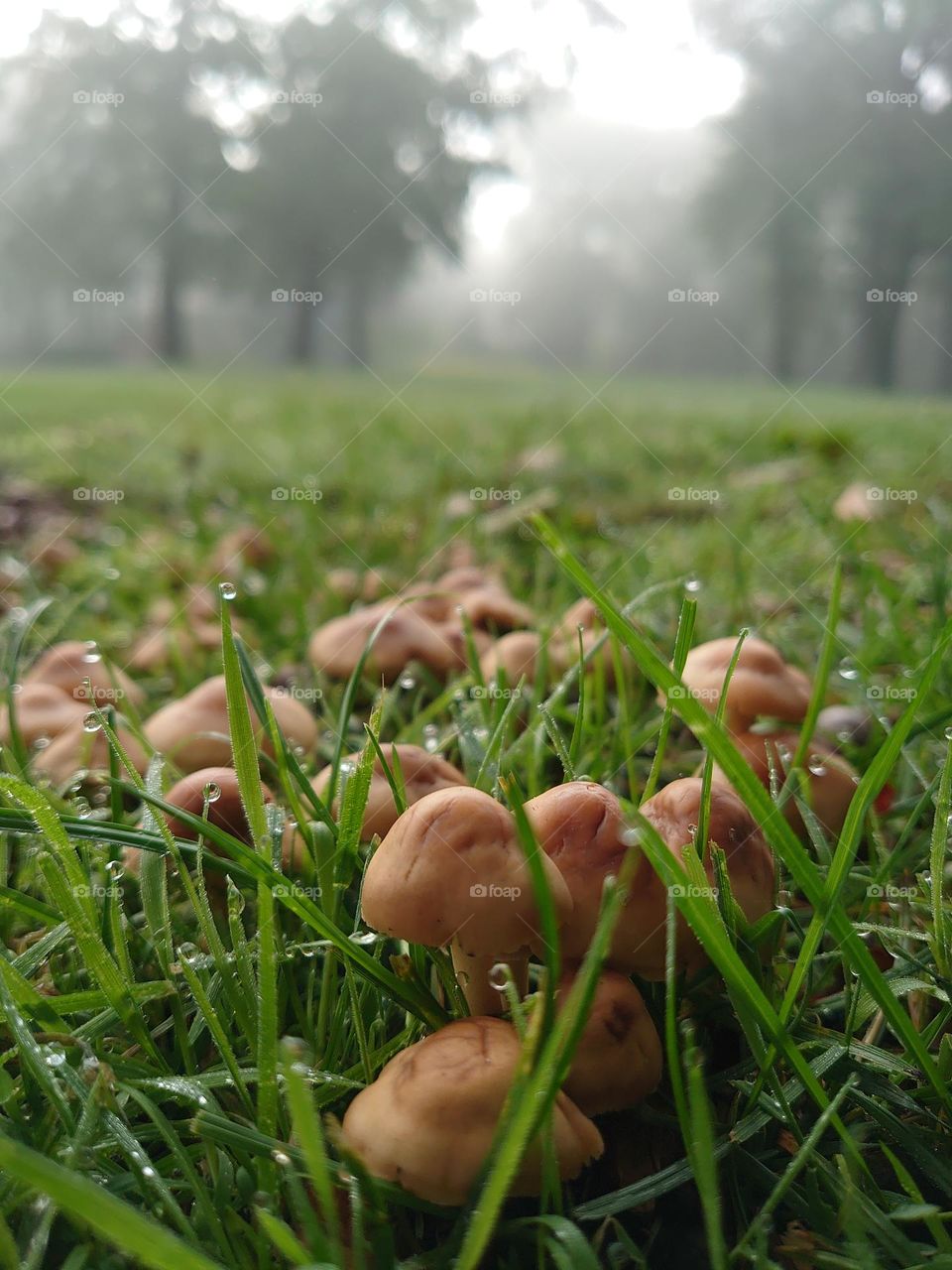 Fall mushrooms