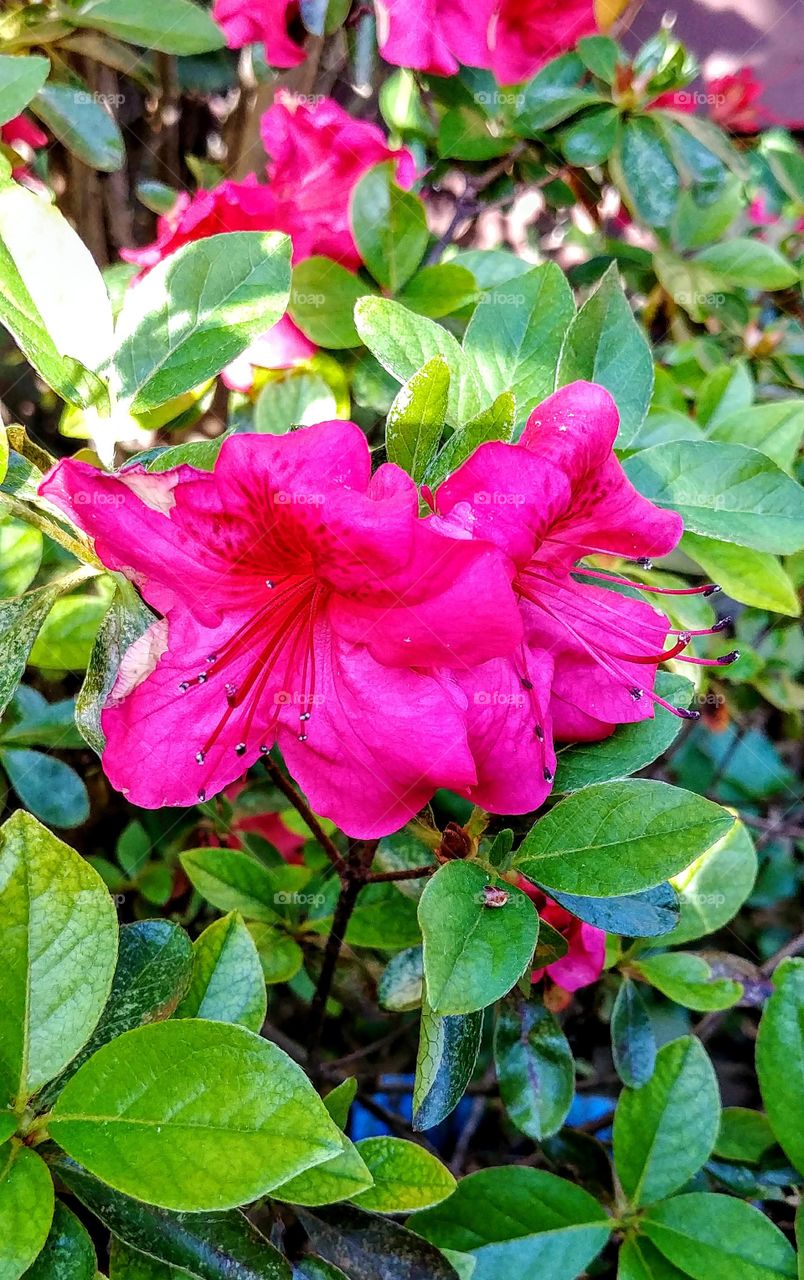 Pink flowers