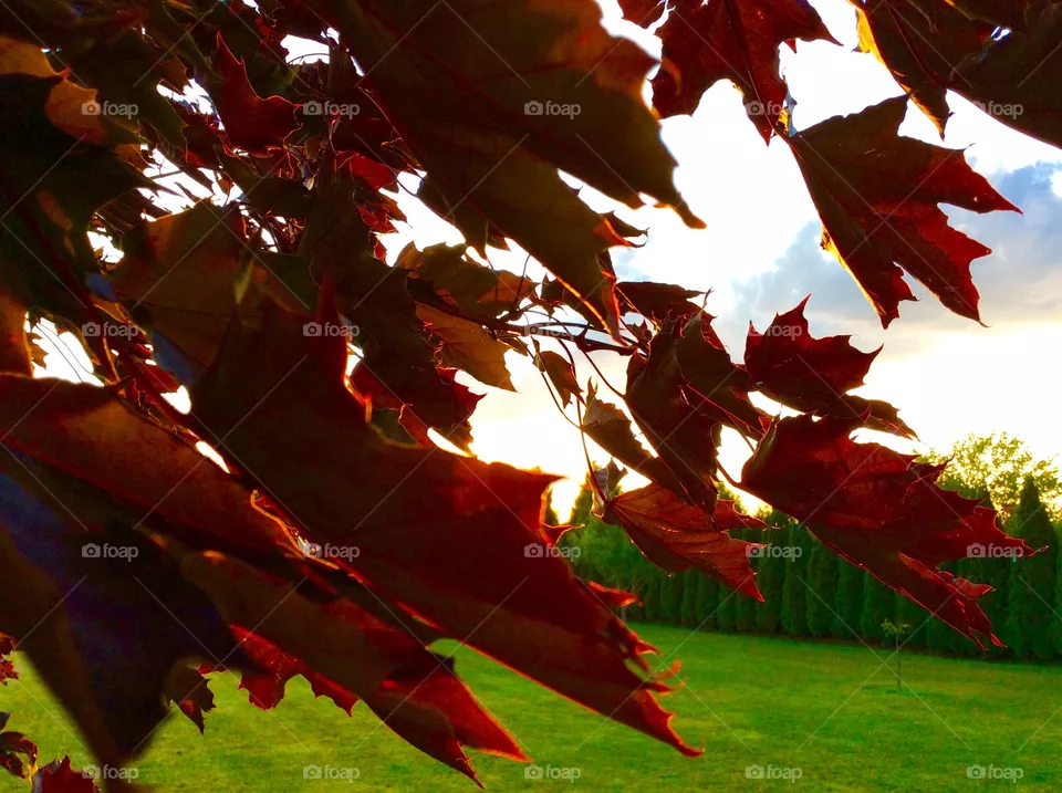 leaf