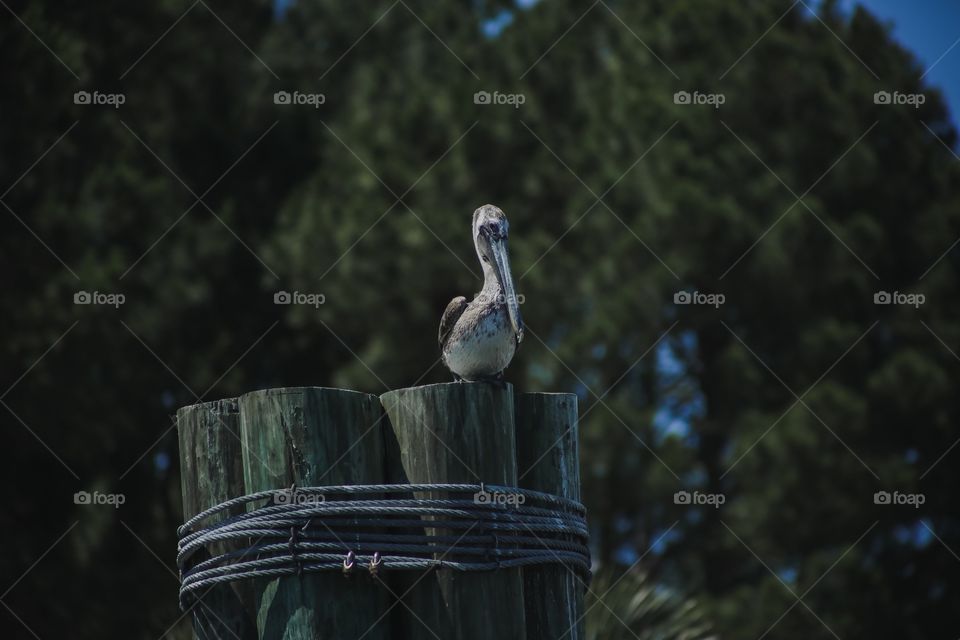 Pelican 