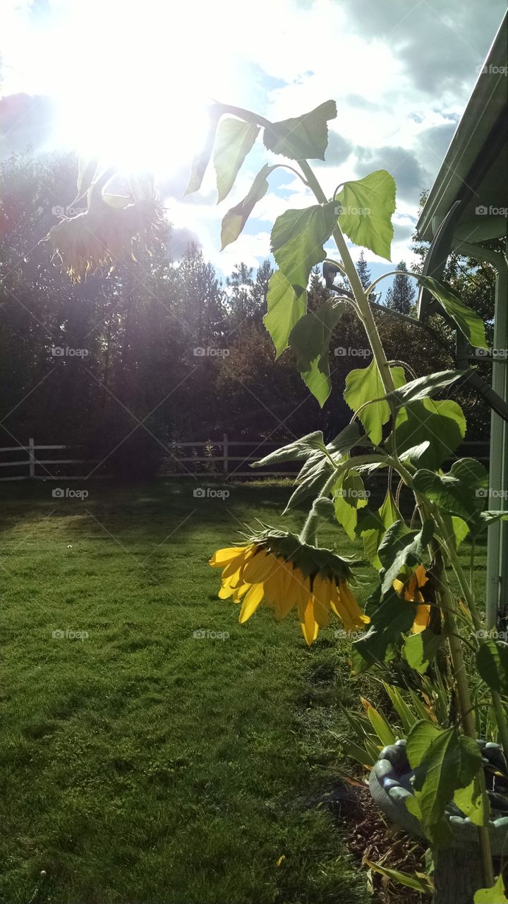 Sunflower Summer Day