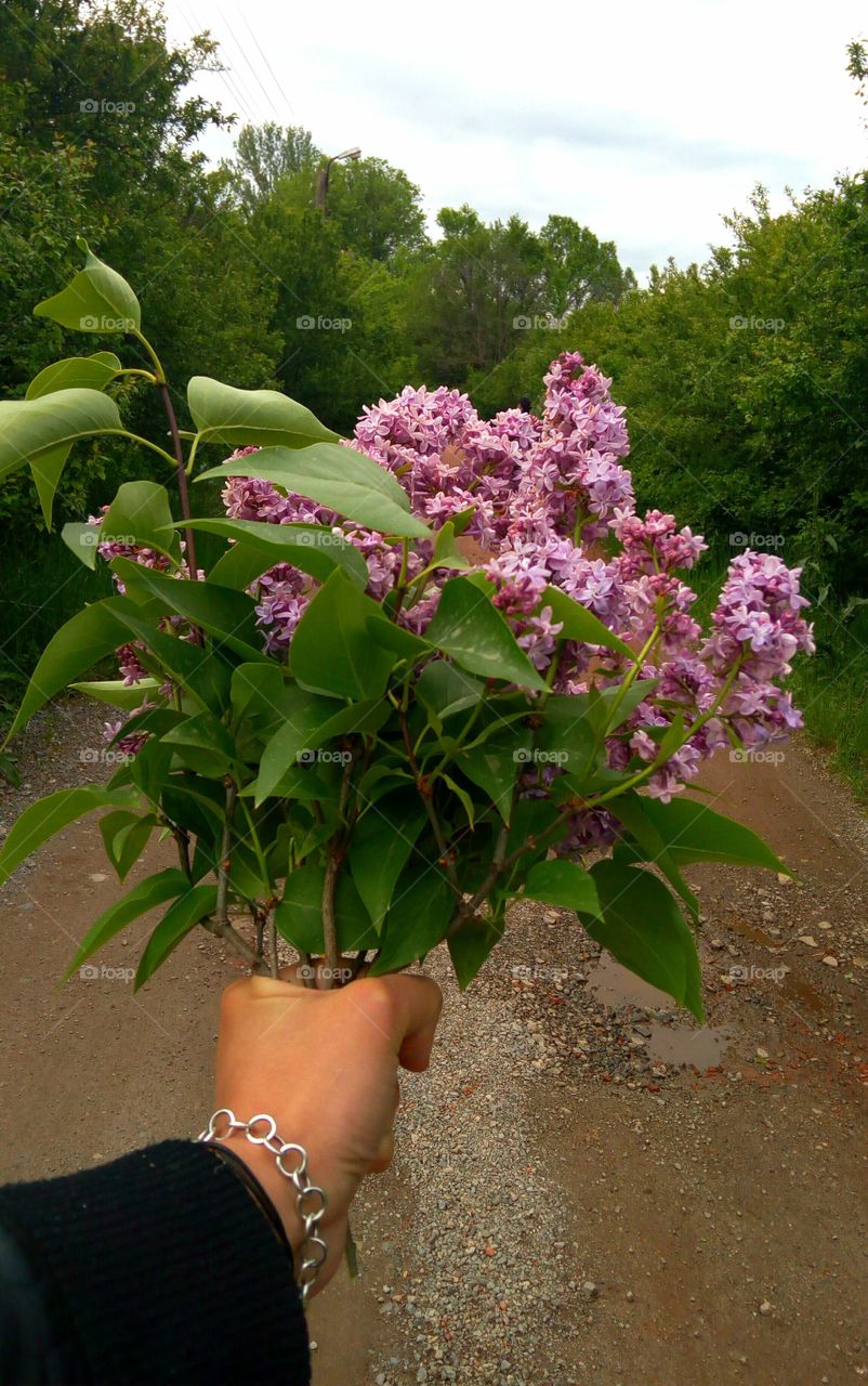 Spring time, lilac