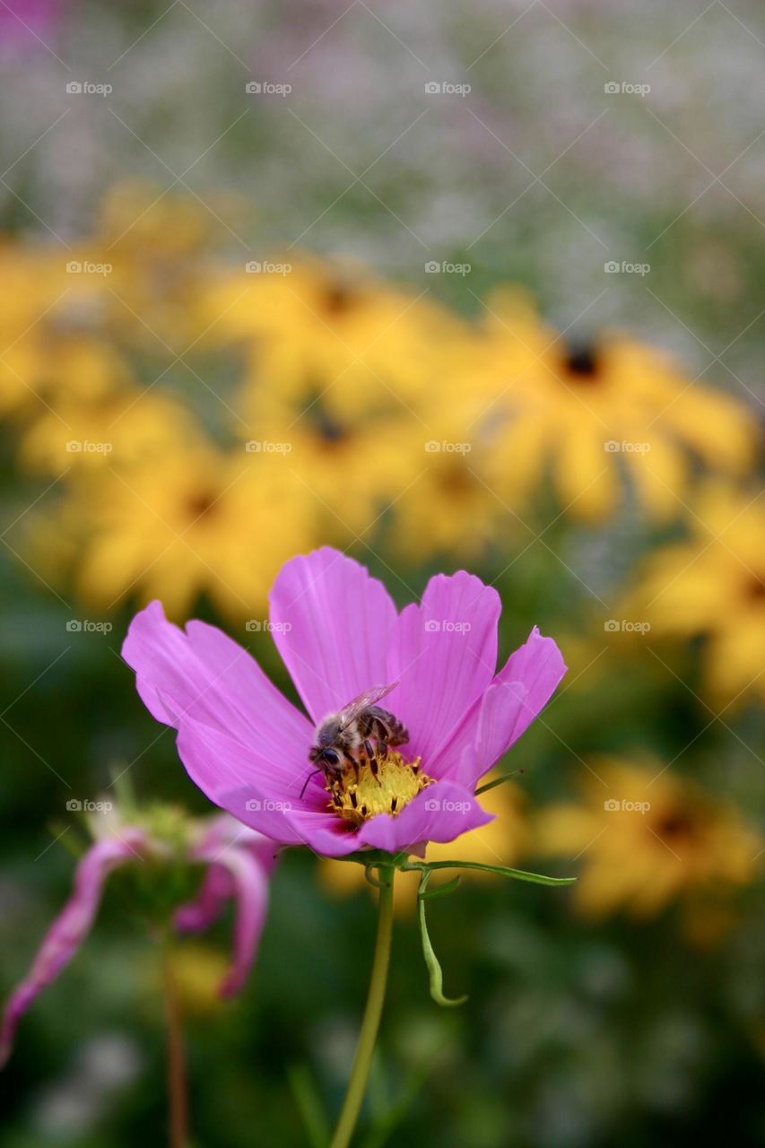 Pink flower with a bee