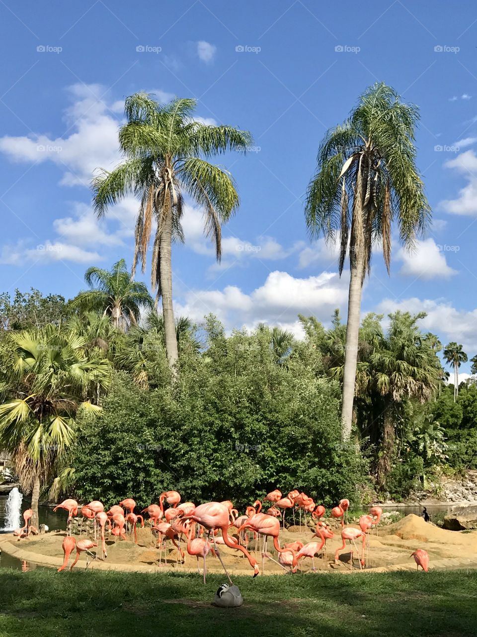 Flamingos 
