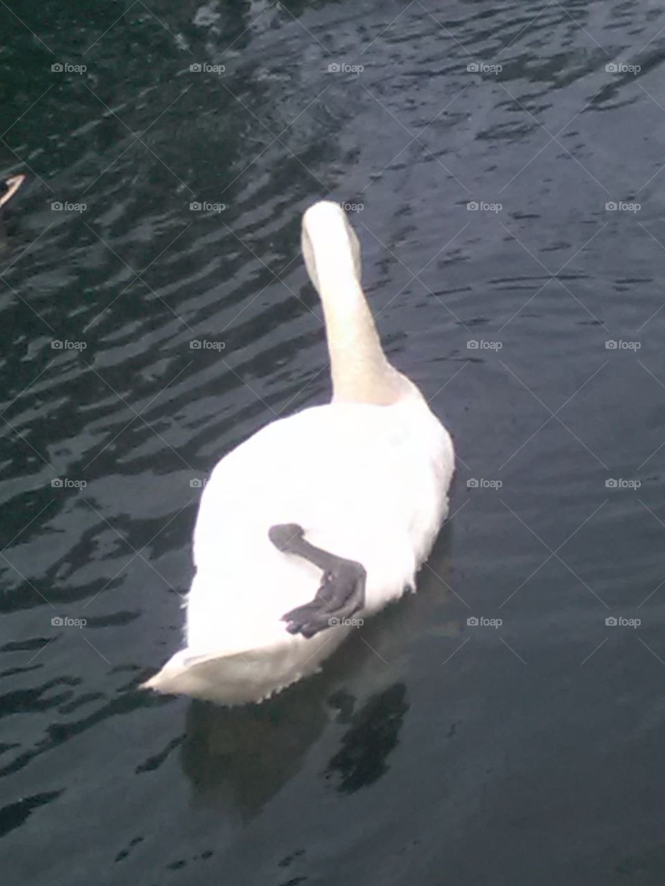 Foul dab   Swan
