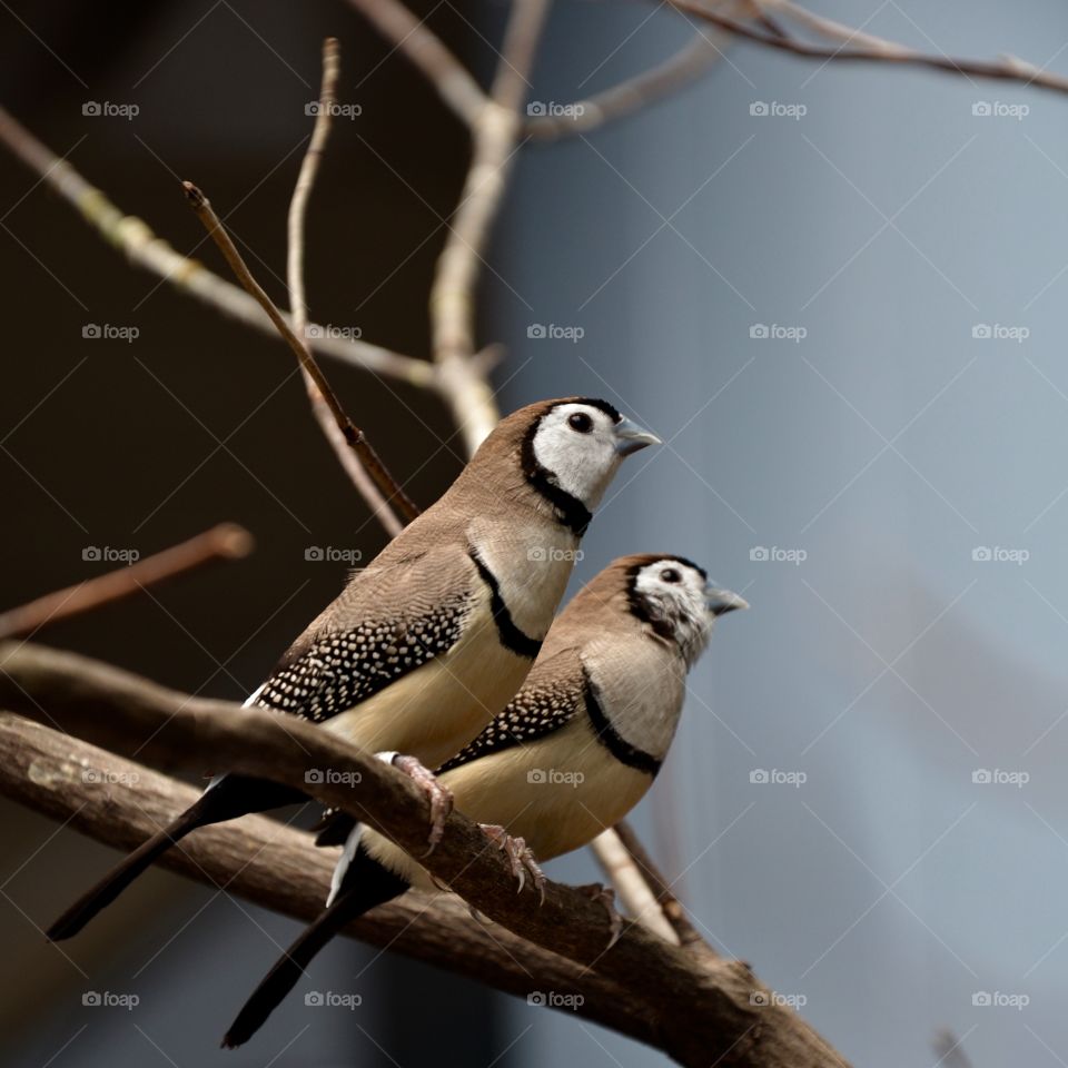 Birds on Branch