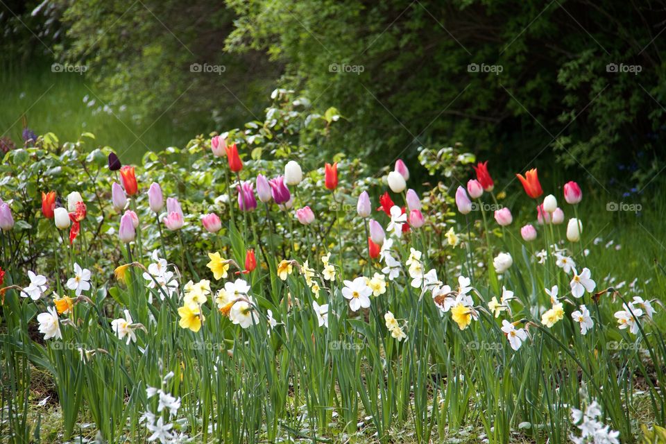 Tulips and daffodils . Tulips and daffodils 