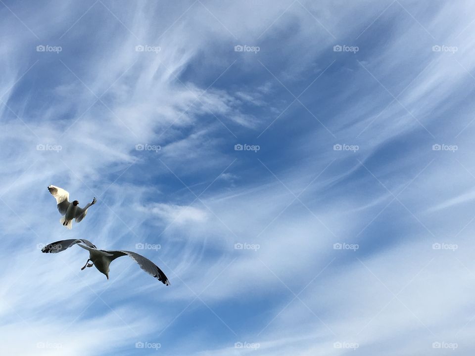 Seagull