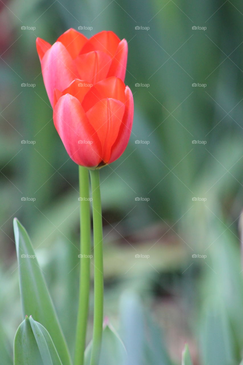 Twin red tulips reaching for the sun in spring 