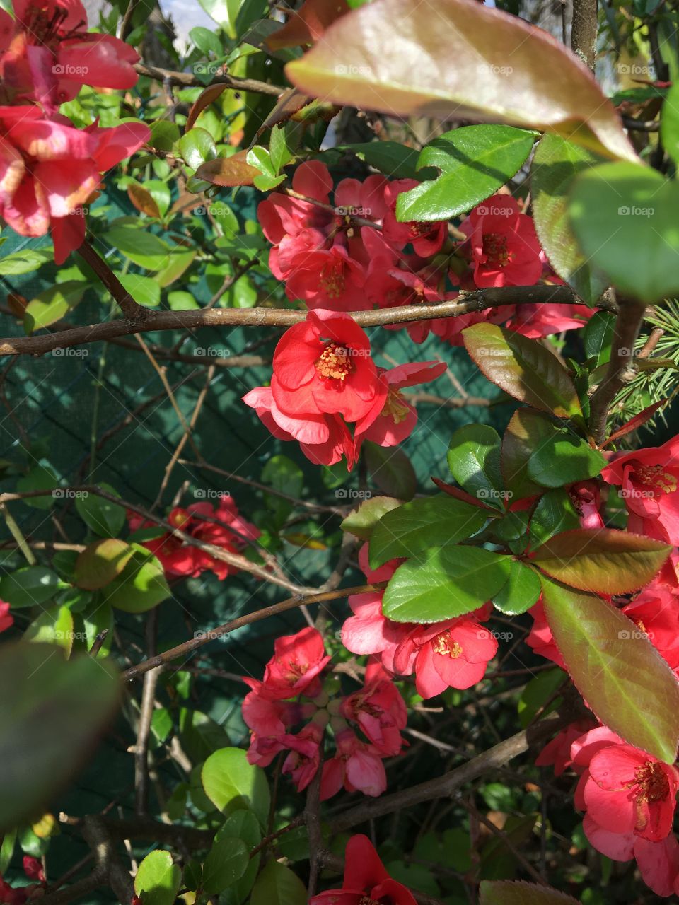 Japanese quince 