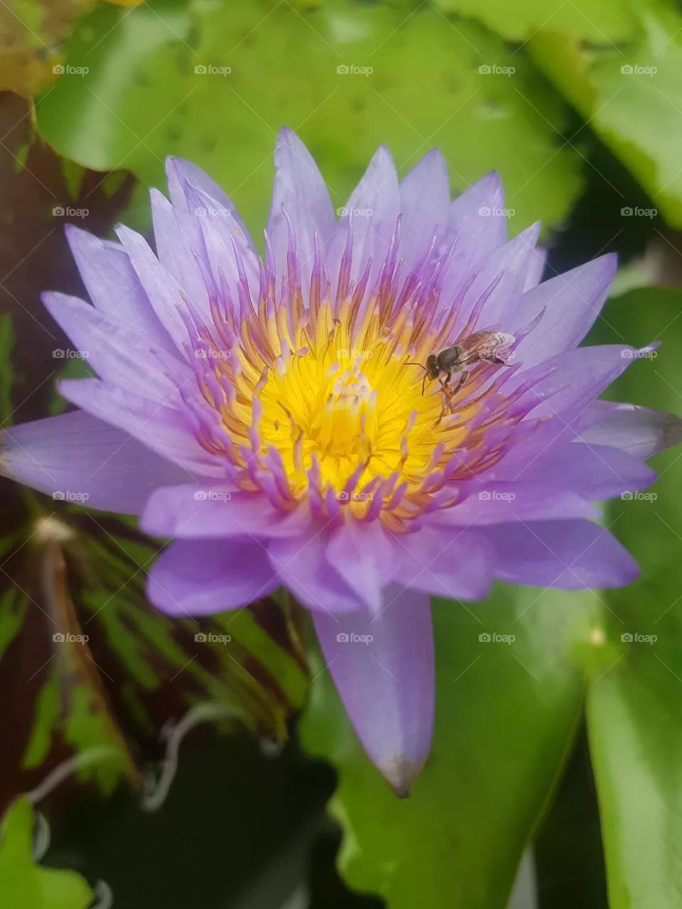 colored lotus