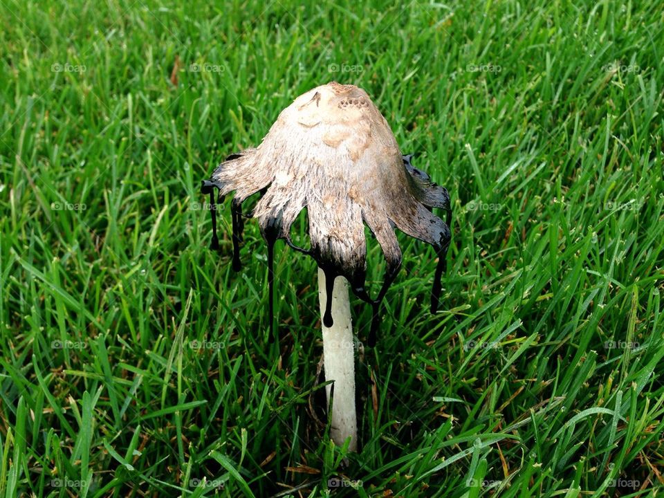 Weird mushroom