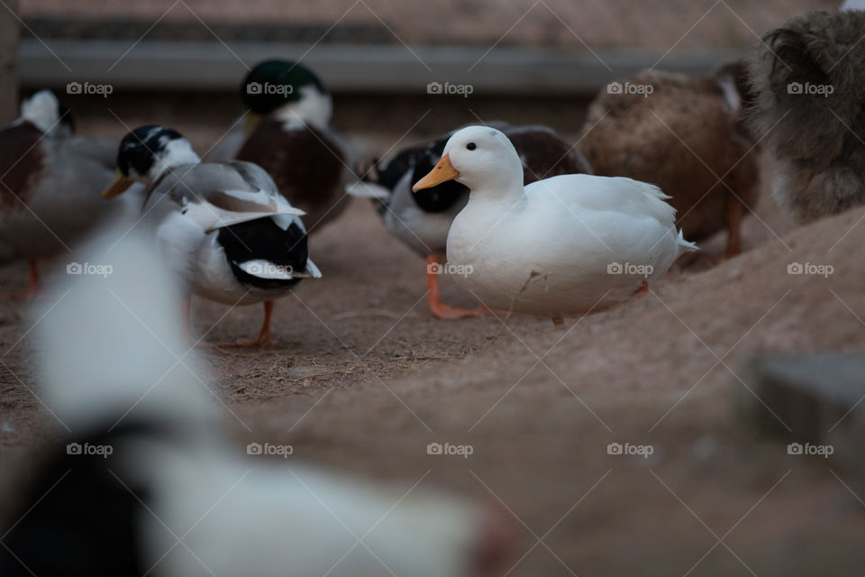 Duck, Bird, Poultry, Goose, No Person