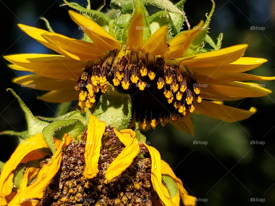 Wild sunflowers withering in the hot sun but still eye catching and beautiful.