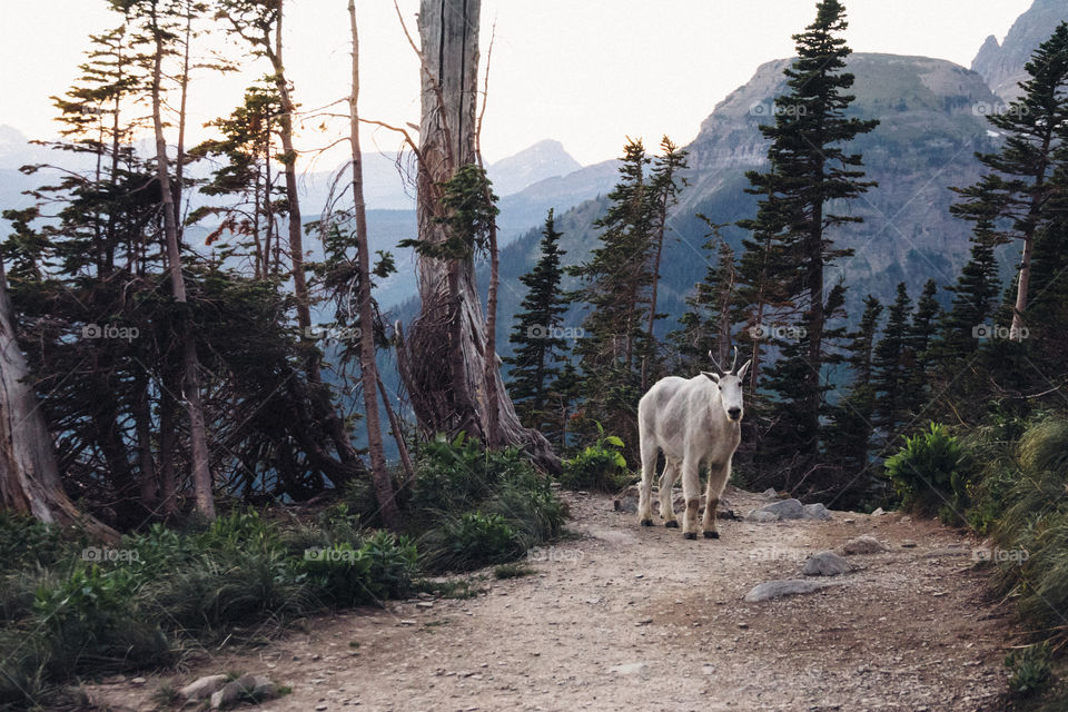 Wild mountain goat tagging along for a hike through the Montana mountains! 