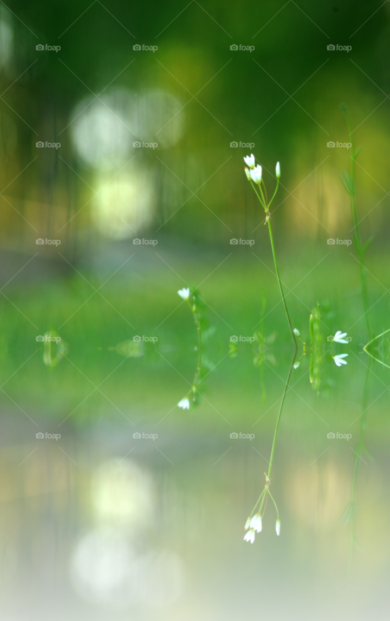 flowers nature flower reflection by lightanddrawing