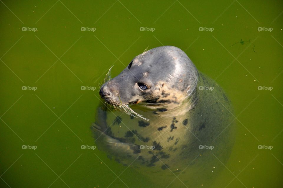 Seal in water