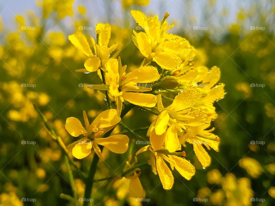 Close up shot of mustard flower with dew Drop in the field